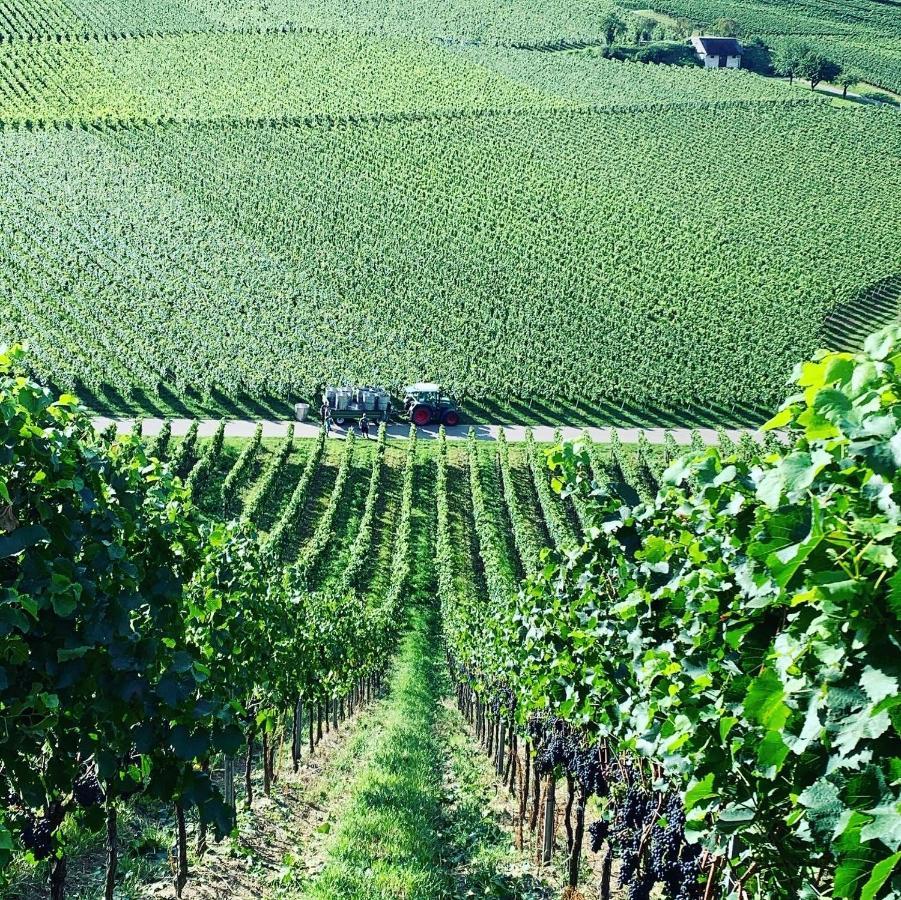Ruedlins-Winzerhof Lejlighed Auggen Eksteriør billede