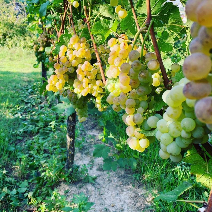 Ruedlins-Winzerhof Lejlighed Auggen Eksteriør billede